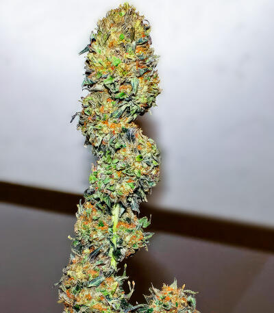 Sour MAC F1 fem (Seedkeepers) семена конопли — изображение 5