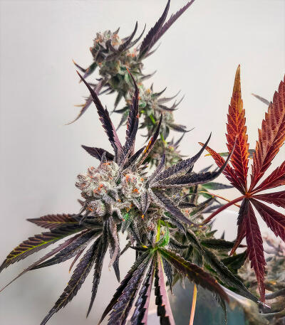 Sour MAC F1 fem (Seedkeepers) семена конопли — изображение 6