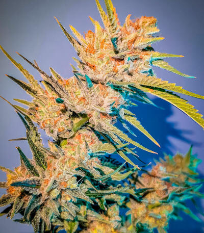 Sour MAC F1 fem (Seedkeepers) семена конопли — изображение 3