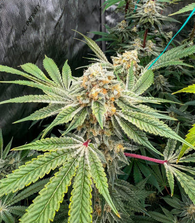 Sour MAC F1 fem (Seedkeepers) семена конопли — изображение 7