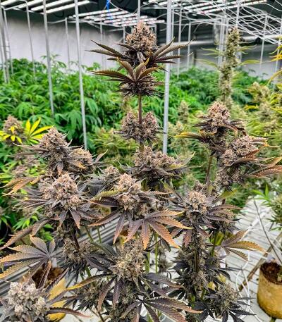 Banana Purple Punch Auto RF3 fem (FastBuds) семена конопли — изображение 5