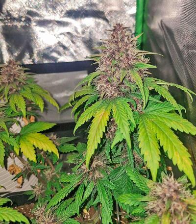 Banana Purple Punch Auto RF3 fem (FastBuds) семена конопли — изображение 4