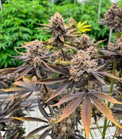Banana Purple Punch Auto RF3 fem (FastBuds) семена конопли — изображение 3