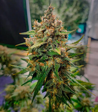 Frostbanger Auto F4 fem (FastBuds) семена конопли — изображение 4