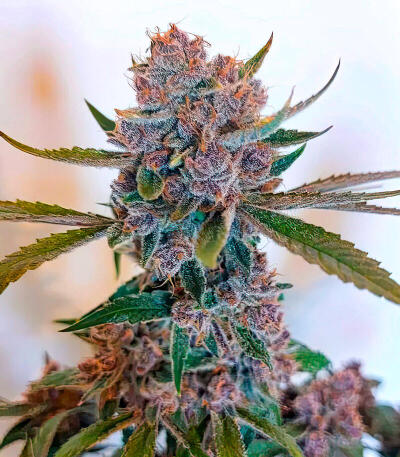 Frostbanger Auto F4 fem (FastBuds) семена конопли — изображение 3