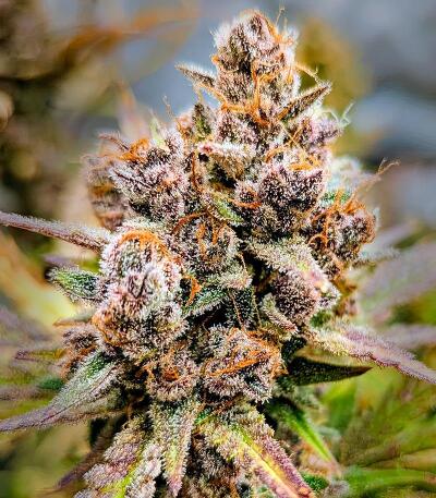 Frostbanger Auto F4 fem (FastBuds) семена конопли — изображение 5