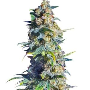 Gorilla 4 Autoflower fem (Easy Grow Seeds) семена конопли