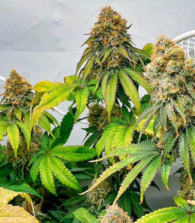 The White Fire OG fem (Seedkeepers) семена конопли — изображение 3