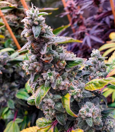 The White Fire OG fem (Seedkeepers) семена конопли — изображение 5