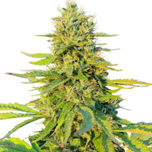 Gorilla Glue #4 Fast Version fem (Easy Grow Seeds) семена конопли